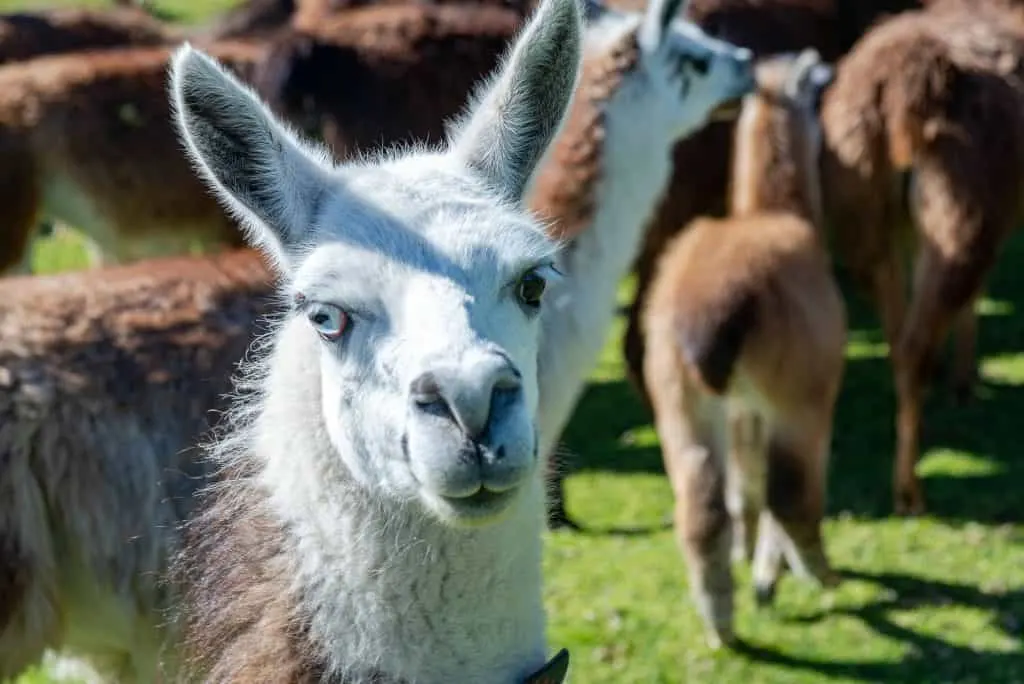 Llamas of all colours and sizes walking around a field and enjoying a beautiful sunny afternoon