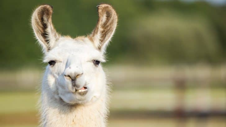 Close up of Alpaca looking quizzically at the camera