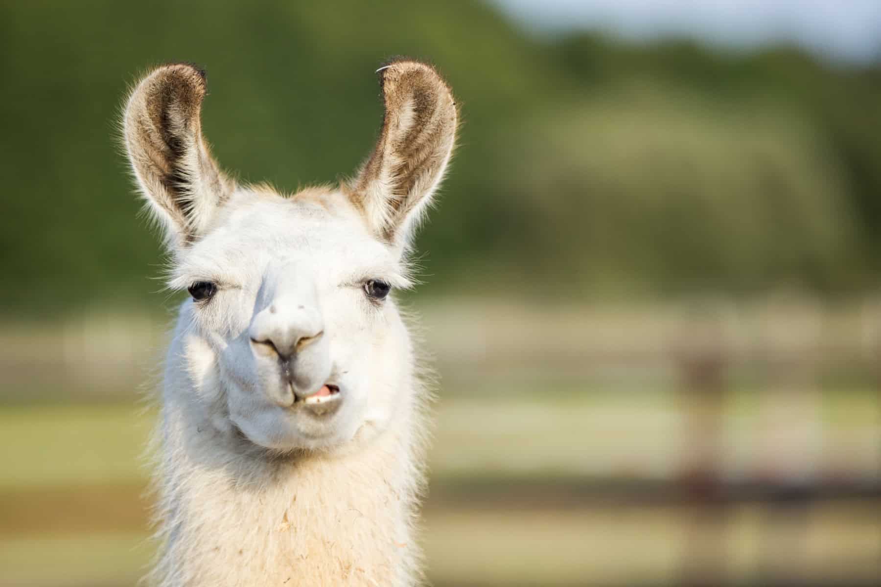 Close up of Alpaca looking quizzically at the camera