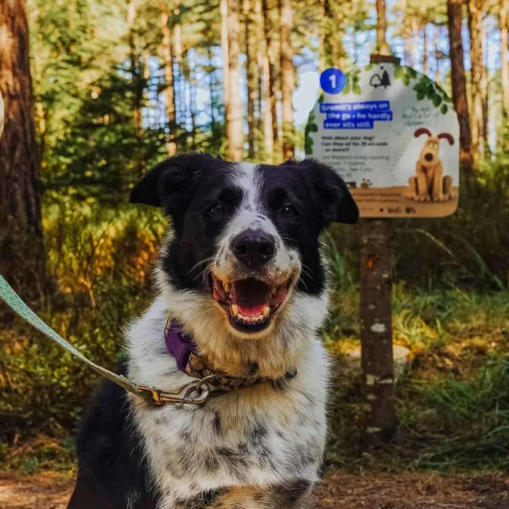 Dog in front of trail sign