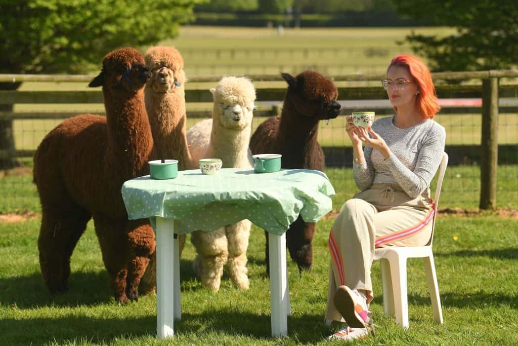 Devon County Show's Melissa Pretty enjoys the friendly and inquisitive company of Ron, Hagrid, Sirius and Alby from Lakemoor Alpacas who are bringing their calming influence to the Devon County Show with a unique cafe experience.