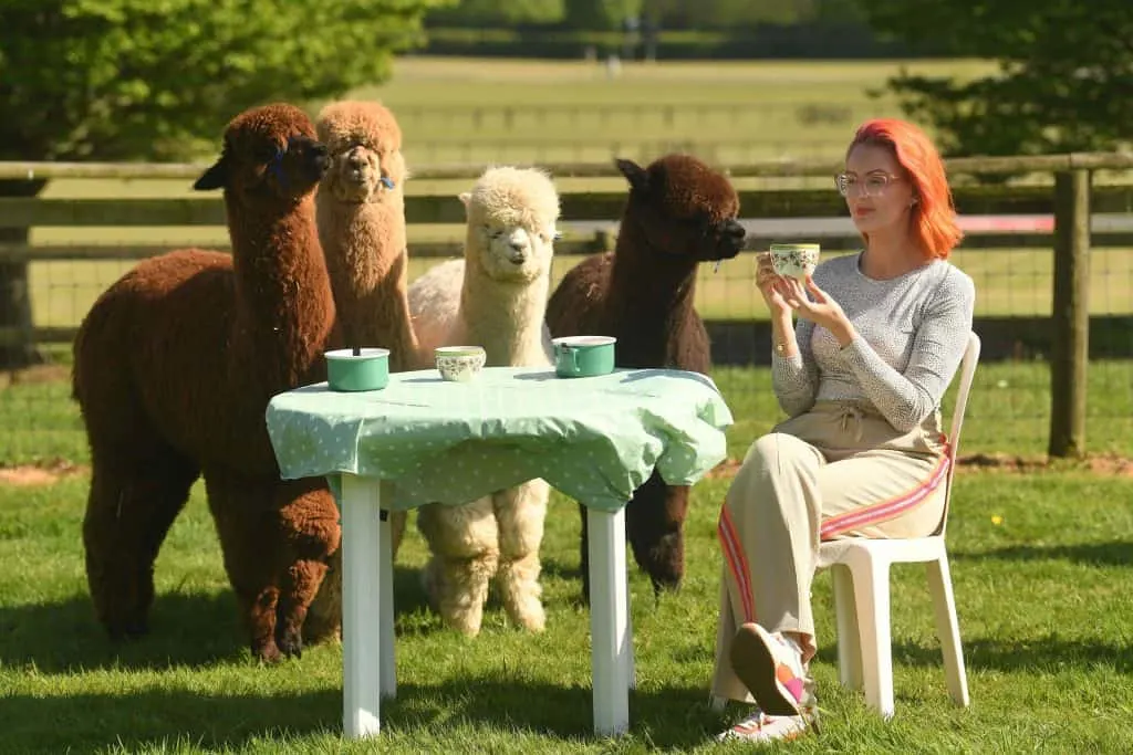 Devon County Show's Melissa Pretty enjoys the friendly and inquisitive company of Ron, Hagrid, Sirius and Alby from Lakemoor Alpacas who are bringing their calming influence to the Devon County Show with a unique cafe experience. 
