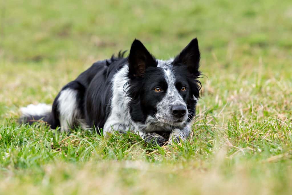 A black and white border collie sheep dog lays patiently in a grassy field as if waiting for instructions