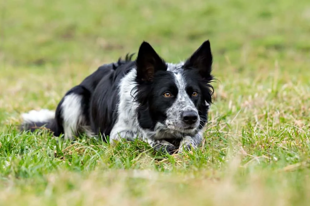 A black and white border collie sheep dog lays patiently in a grassy field as if waiting for instructions