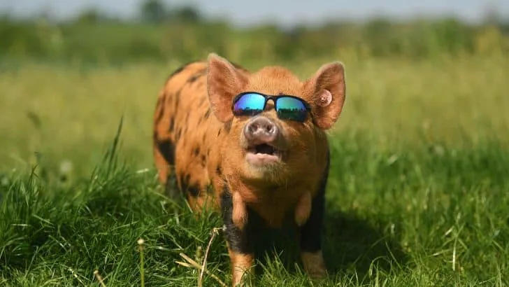 Hot Trotter: Sun gazer Ginger Nut a five month old Kuni Kunis takes in the sun's rays as she chiil’s out on the Carr family farm before her first agricultral show, the miniature pig is hoping her crackling personality will win the day in the first classes for the New Zealand breed to be held at the Devon County Show