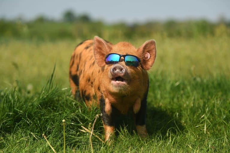 Hot Trotter: Sun gazer Ginger Nut a five month old Kuni Kunis takes in the sun's rays as she chiil’s out on the Carr family farm before her first agricultral show, the miniature pig is hoping her crackling personality will win the day in the first classes for the New Zealand breed to be held at the Devon County Show