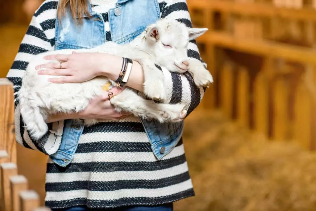 Young woman holding cute baby goat standing indoors at the barn