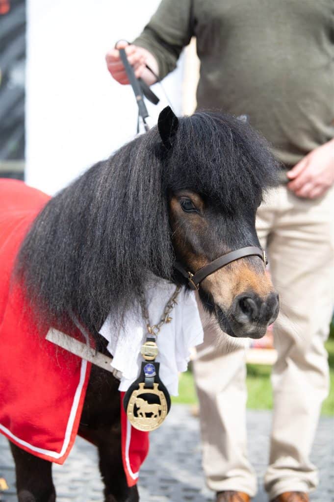 Patrick the Pony wearing his Mayoral coat