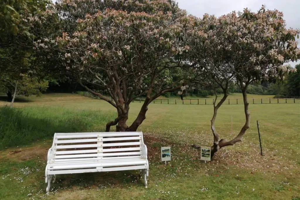 A white bench and bushes on the lawn of Hartland Abbey. Under the bushes there are behind the scenes photos
