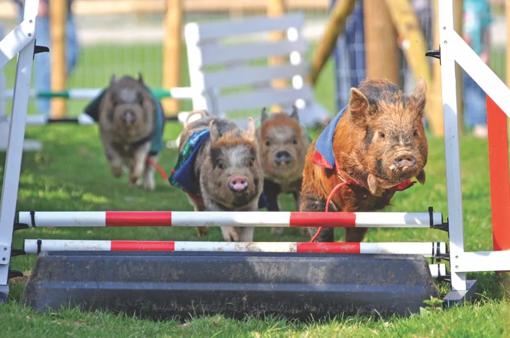 Pigs at Pennywell Farm race around a course