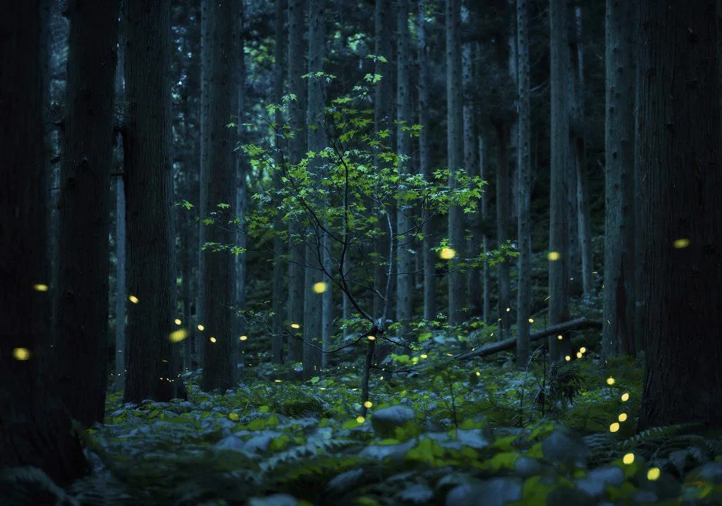 A photograph take by Kazuaki Koseki that was shortlisted for the Earth Photo competition. It shows a woodland scene with etherial lights in the twilight