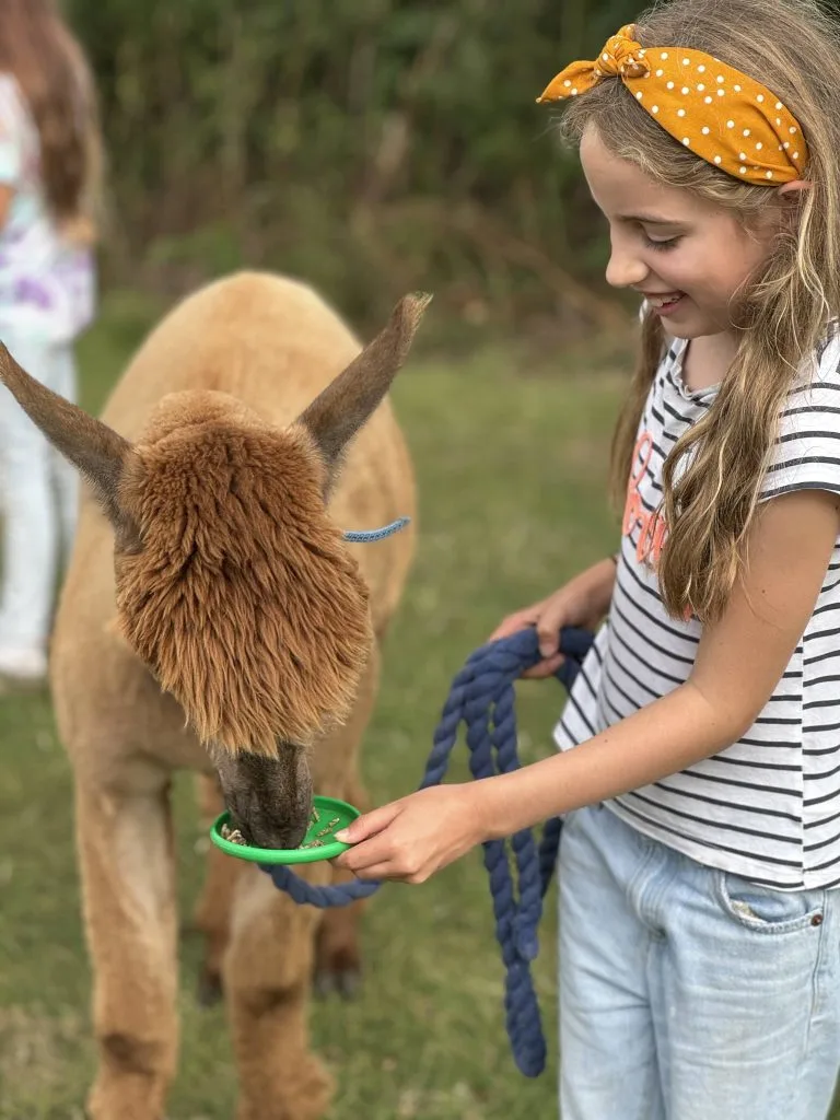 Girl feeding an alpaca from a small bowl