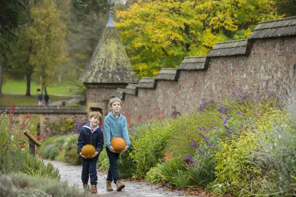Children carrying pumpkins in the walled garden in autumn at Knightshayes, Devon.