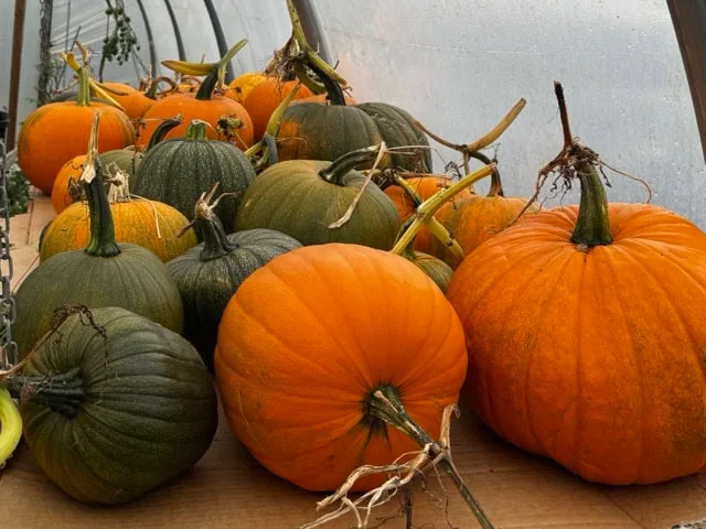A collection of different sized and coloured pumpkins