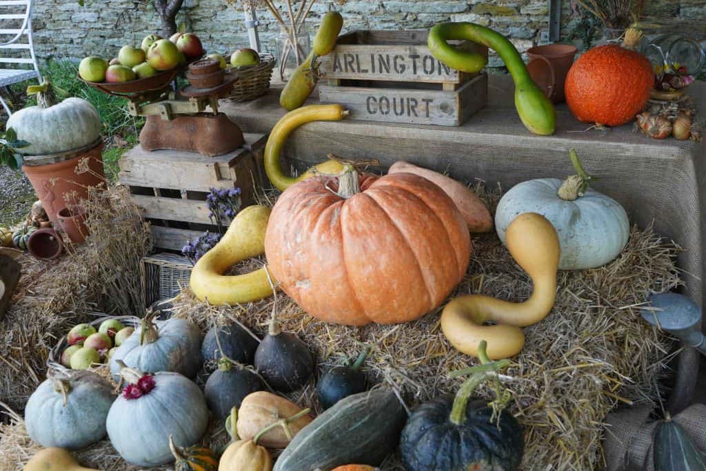 Display of pumpkins and seasonal gourds at Arlington Court
