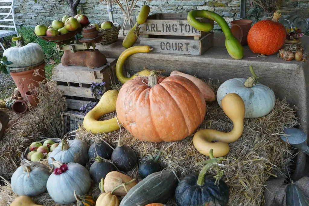 Display of pumpkins and seasonal gourds at Arlington Court