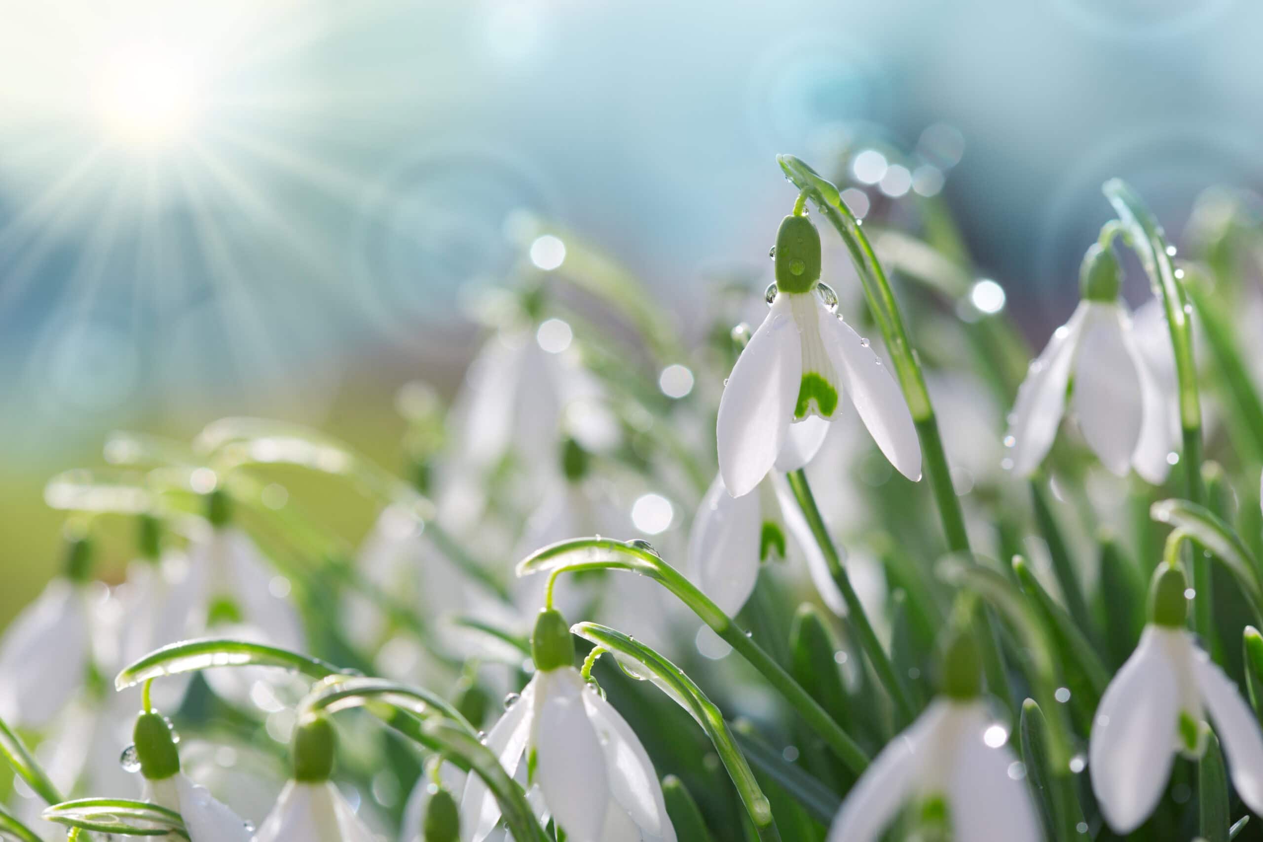 White snowdrops flower in sunny garden
