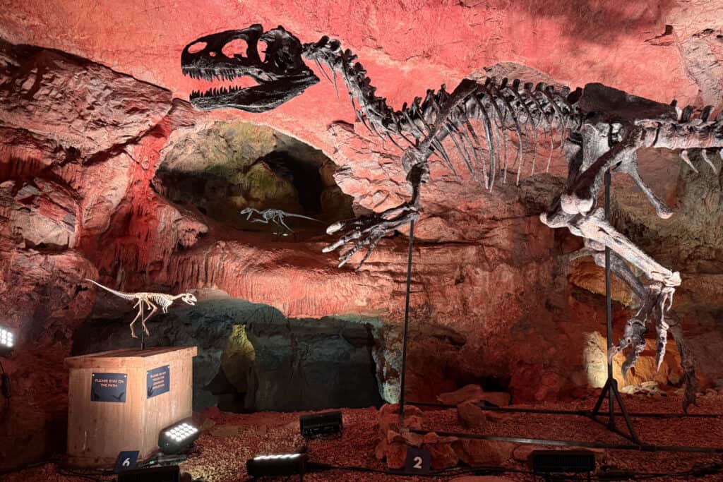 Hand-crafted paleontological reconstructions or dinosaur skeletons on display in Kents Cavern in Torquay, Devon
Each anatomically rigorous model has been brought to life by Dinosaur Skeletons, a Torquay-based studio founded by Paleoartist Alex Pritchard.
