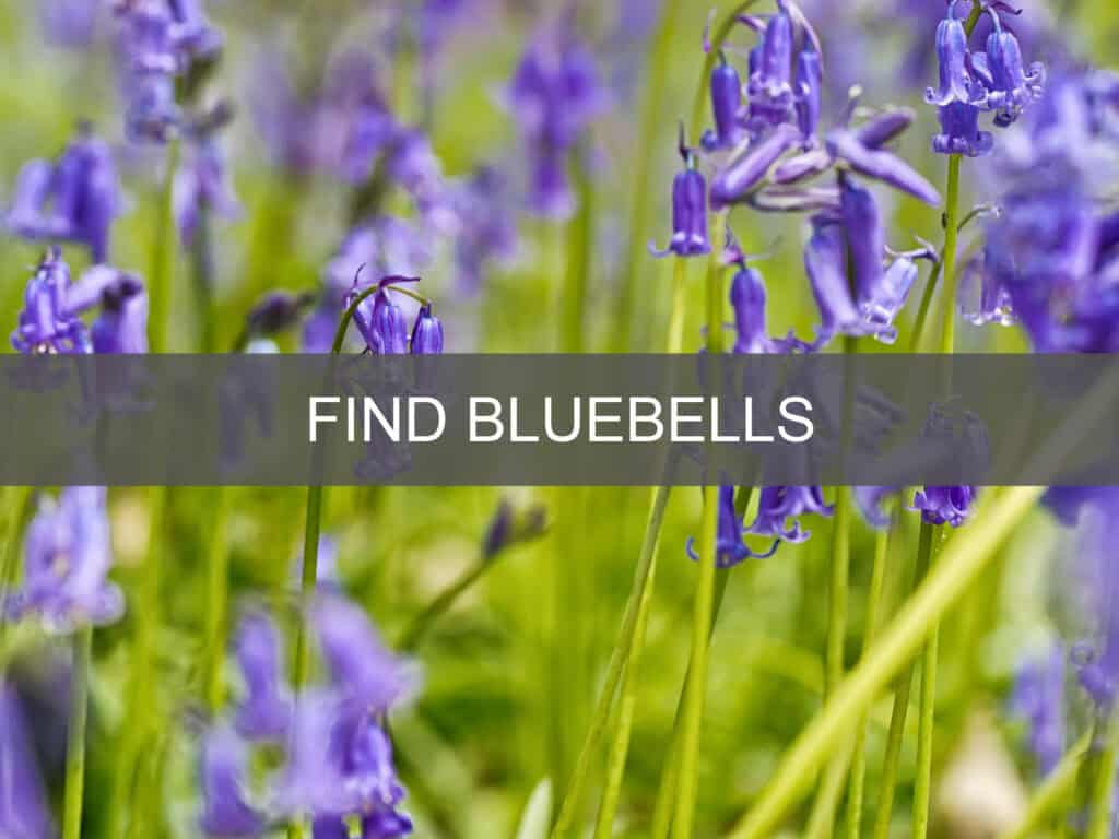 Click here for my guide to bluebell woods in Devon