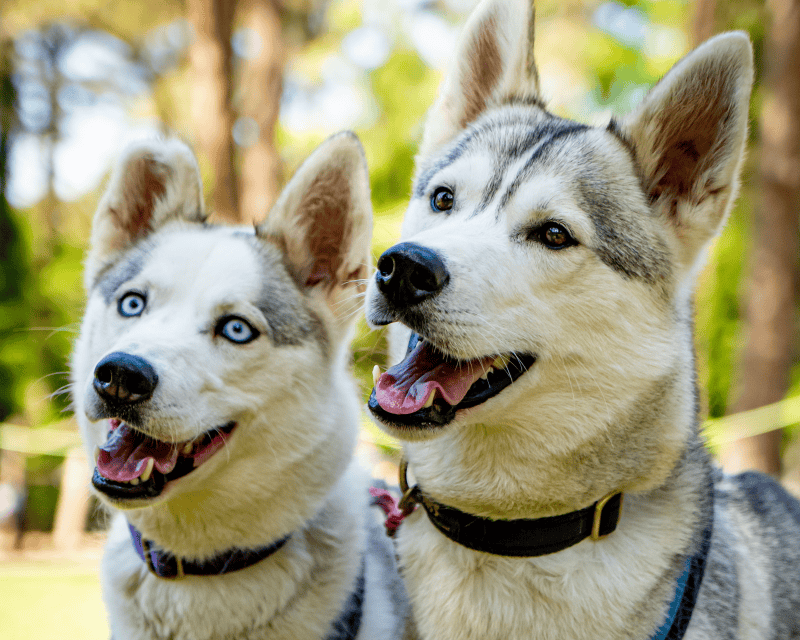 Two huskies looking happy in the woods
