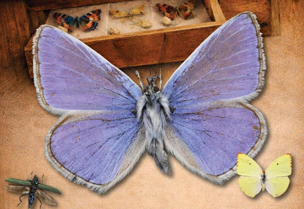 A bright blue butterfly on display at Newton Abbot Museum