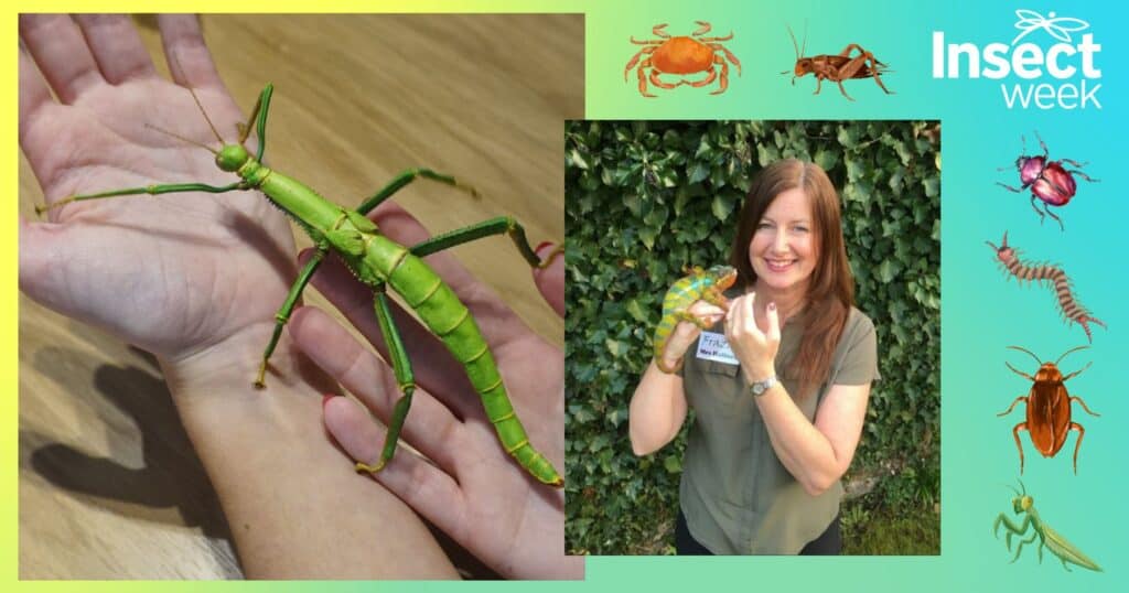 Stick insect and iguana being held by Frazie from Frazo