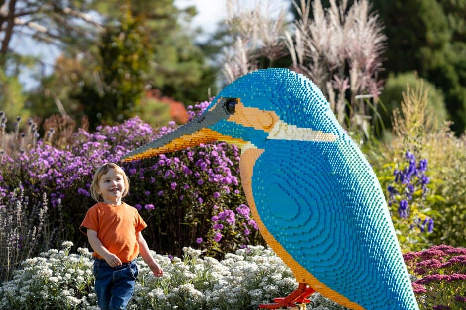 Toddler Interacting With Kingfisher made of LEGO