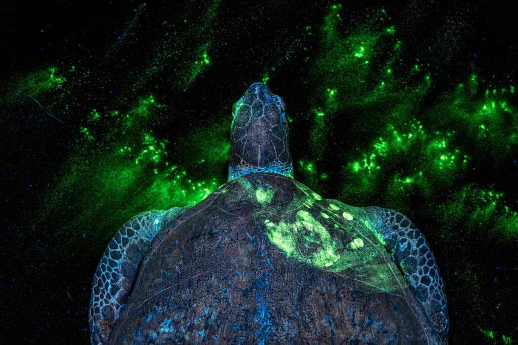 Can CSI tactics stop a $23 billion poaching industry?

On the hunt for smugglers with wildlife forensics —  the work that aims to disrupt or even dismantle illegally run wildlife trade chains. 

On the first glance this may appear to be a underwater photograph of a floating green sea turtle (Chelonia mydas). But can you spot the human hand print? The image demonstrates a method for securing forensic evidence that can help to catch poachers and animal traffickers. Special fluorescent powder dyes, photographed under ultraviolet light, reveal hand and fingerprints, blood and other bodily fluids, gunpowder residue, and more. Wildlife forensic expert Dr. Alexandra Thomas from Durrell Wildlife Conservation Trust and Louise Gibson from the Wildlife Crime and Forensics Unit of the Zoological Society of London are developing such methods to assist law enforcement. Six of the world's seven sea turtle species are classified as threatened, endangered, or critically endangered due to human persecution, habitat destruction, or marine pollution. ZSL Lab, London, UK, 25th of February 2025