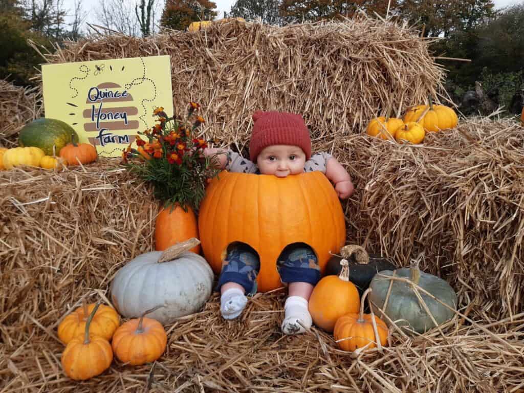 Baby sat in a carved out pumpkin in a display ay Quince Honey Farm
