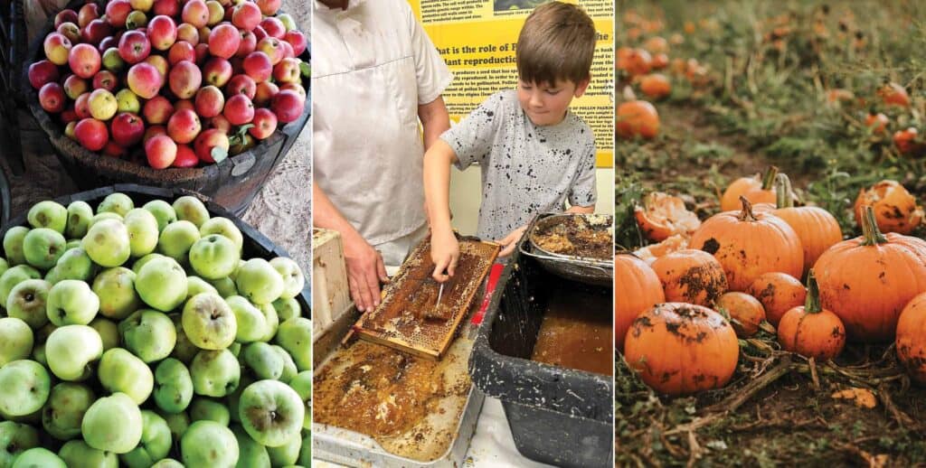 Collage of harvest festival images at Quince Honey Farm